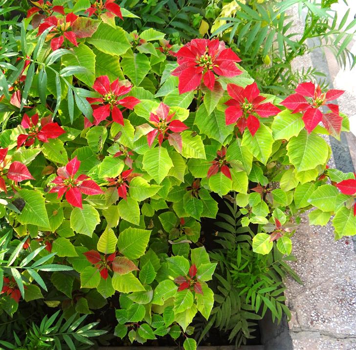 Euphorbia pulcherrima